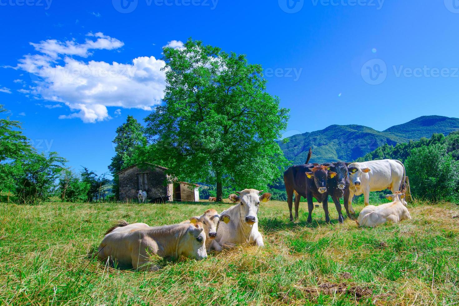 kuhherde grasen auf den bergamo-voralpen in italien foto