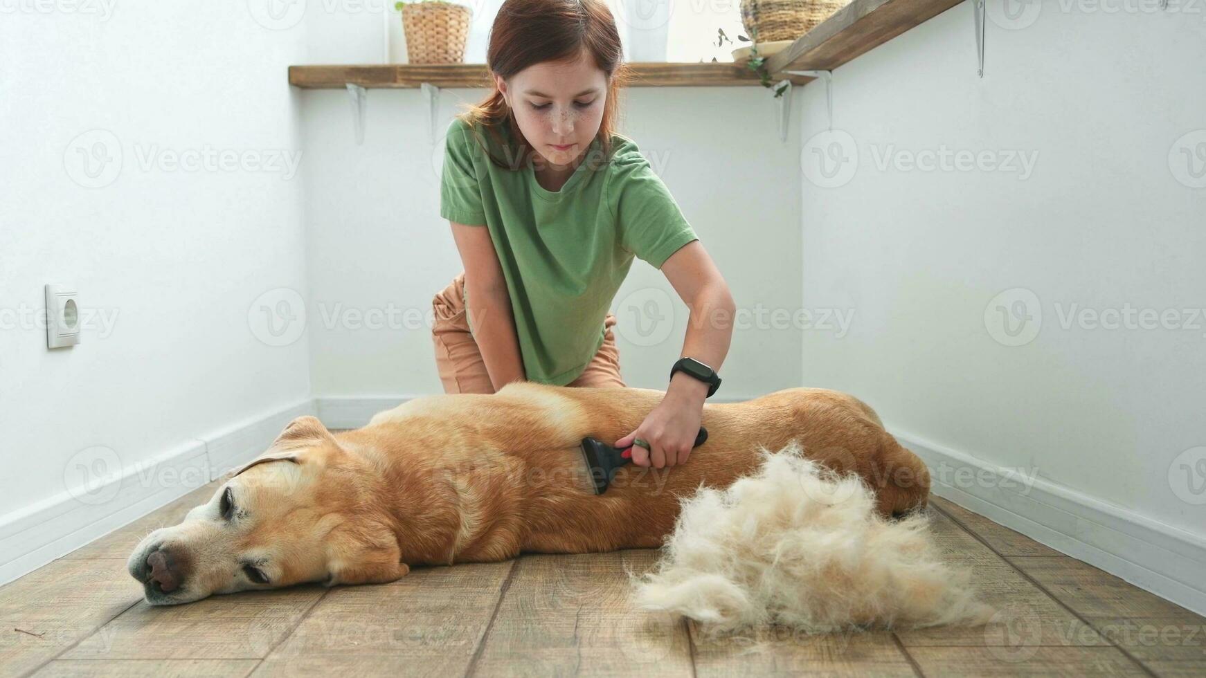 Mädchen Kämmen das Haar von ihr Labrador Hund. Problem Frühling mausern Haustier. foto