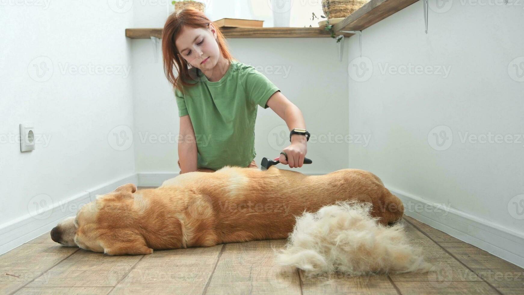 Mädchen Kämmen das Haar von ihr Labrador Hund. Problem Frühling mausern Haustier. foto