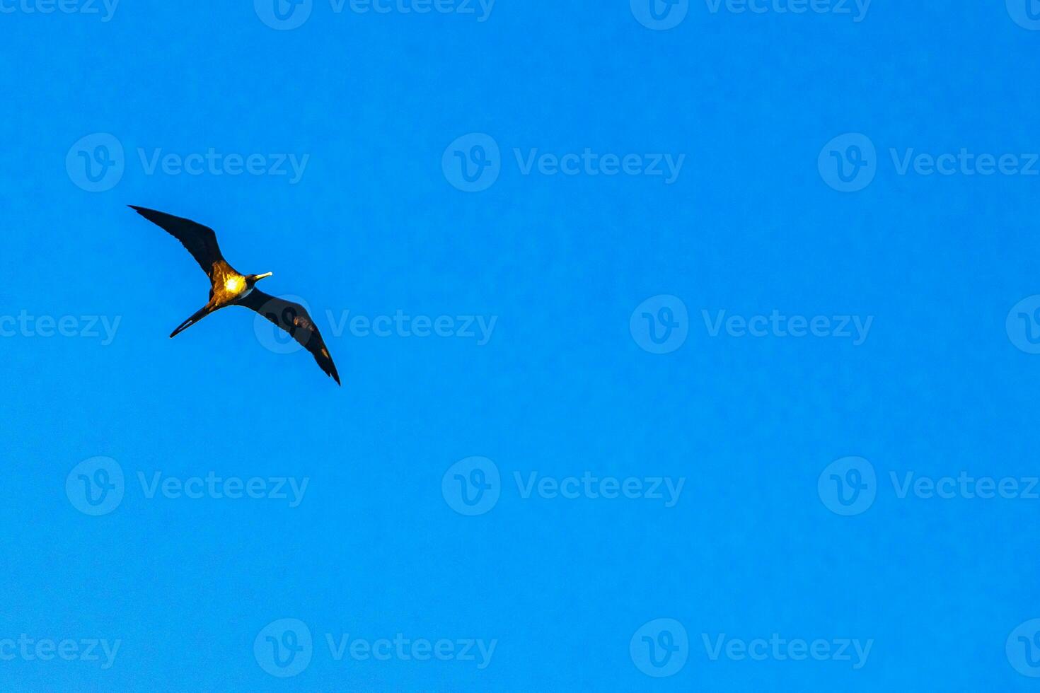 Fregat-Vögelherde fliegen blauer Himmelwolkenhintergrund in Mexiko. foto