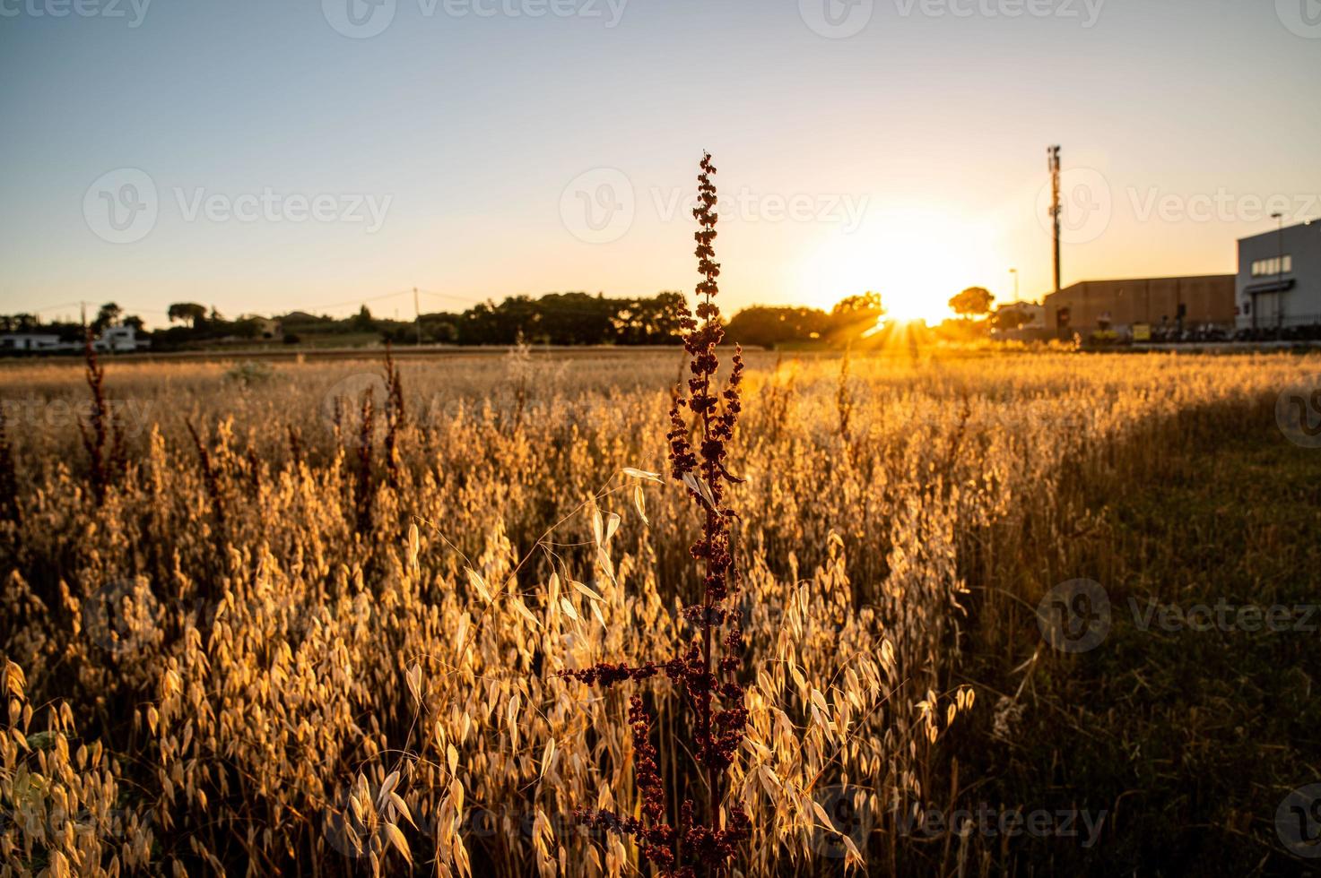 Gras bei Sonnenuntergang im Sommer foto
