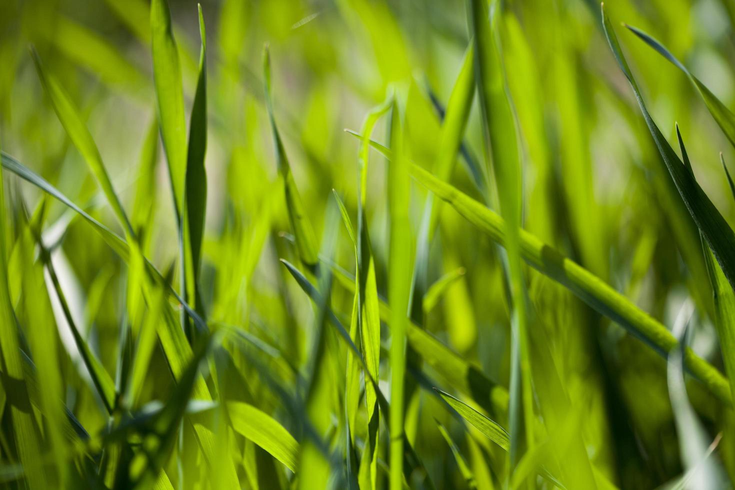 Feld mit grünem Gras foto