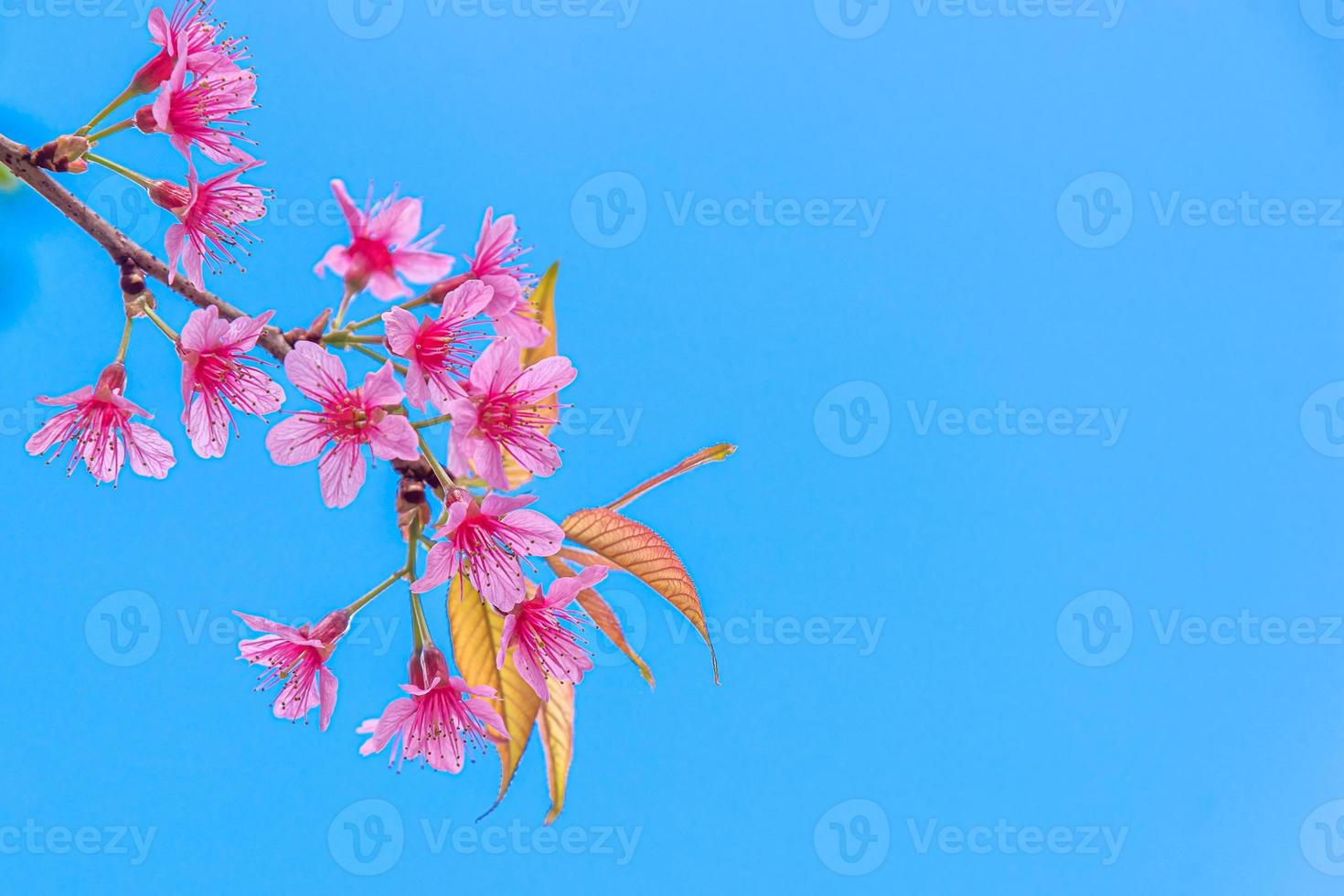 Blüte der wilden Himalaya-Kirsche, Prunus Cerasoides oder riesige Tigerblume am blauen Himmel. foto