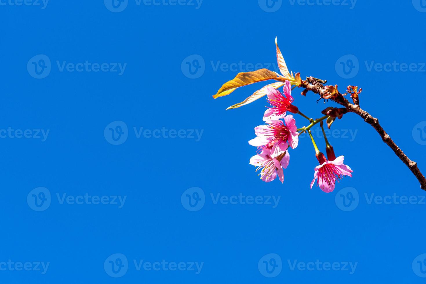 Blüte der wilden Himalaya-Kirsche, Prunus Cerasoides oder riesige Tigerblume am blauen Himmel. foto