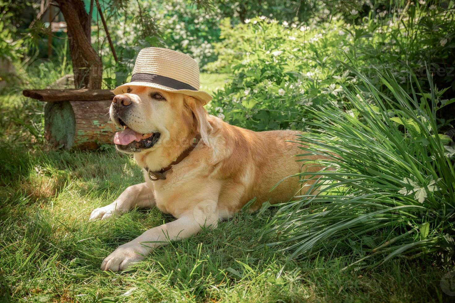 schön bezaubernd Kitz Hund Labrador im Hut draußen foto