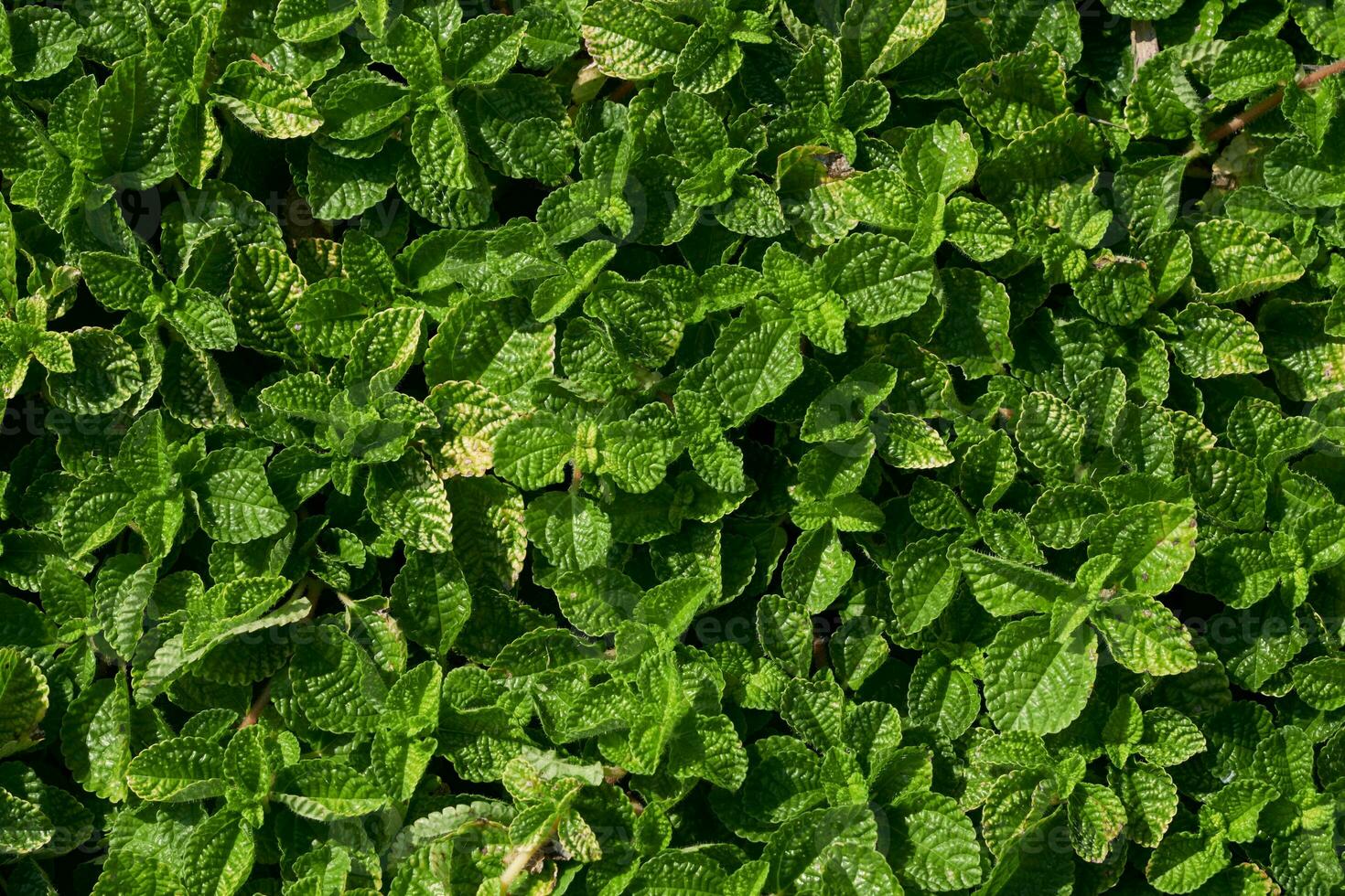 oben von Minze Muster Hintergrund foto