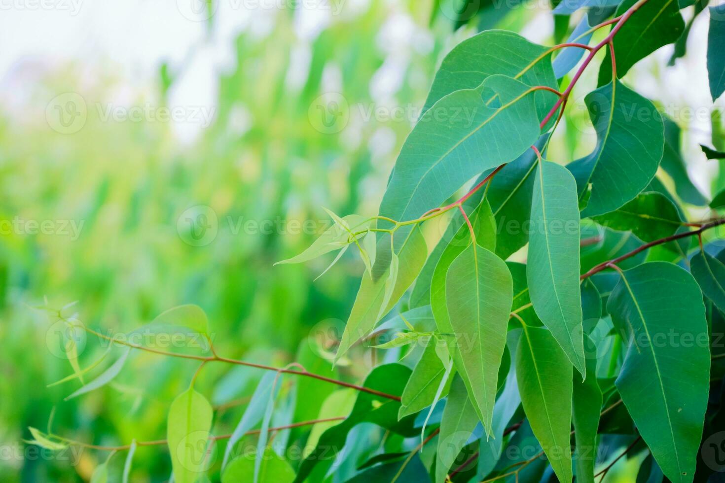 Eukalyptusblätter. Zweig Eukalyptusbaum Natur Hintergrund foto