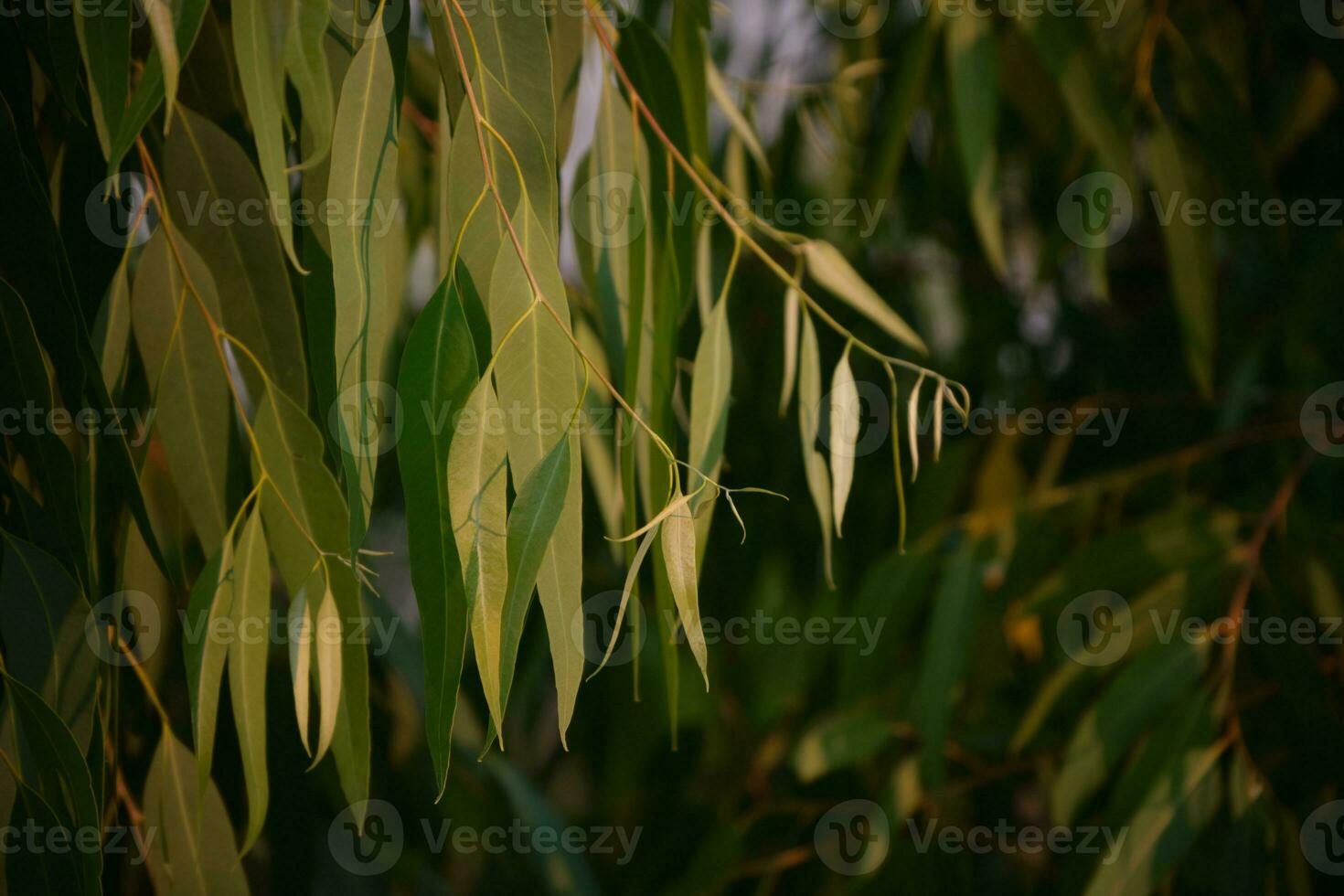 Eukalyptusblätter. Zweig Eukalyptusbaum Natur Hintergrund foto