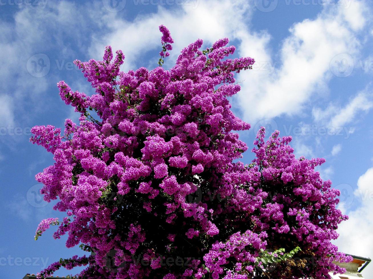 schöne Bougainvillea in voller Blüte in einem Garten in Portugal foto