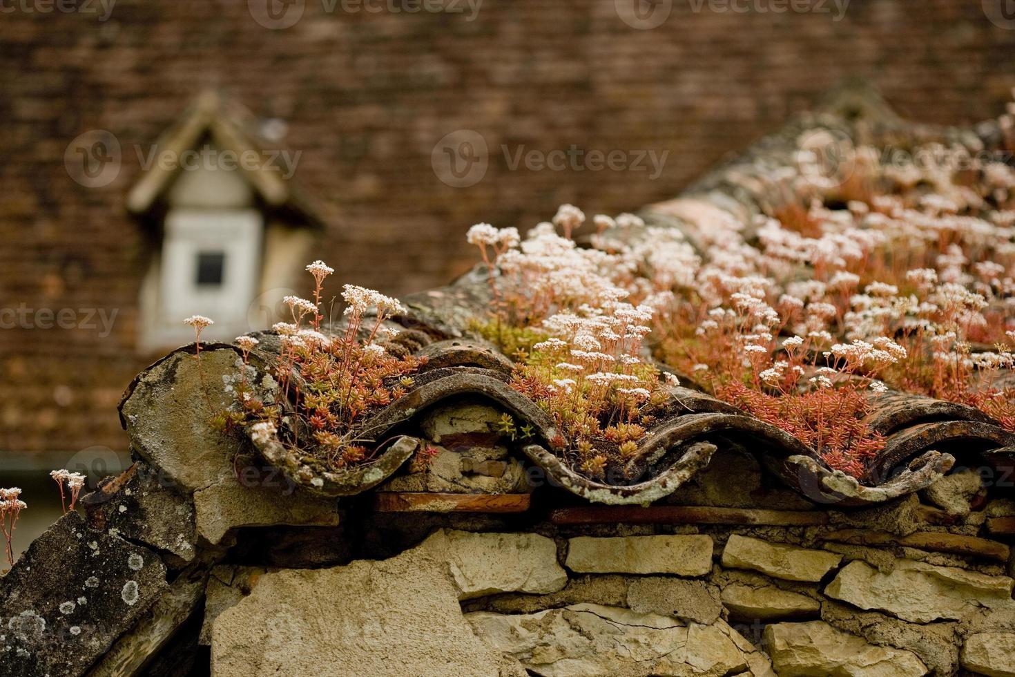 wilde und natürliche Vegetation auf dem Dach eines Hauses, Grundstück, Frankreich foto