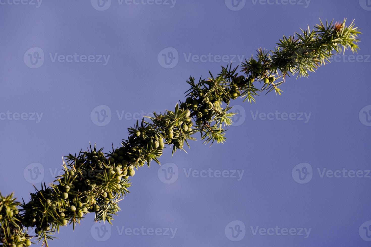 wacholder und seine beeren, lot provinz, frankreich foto