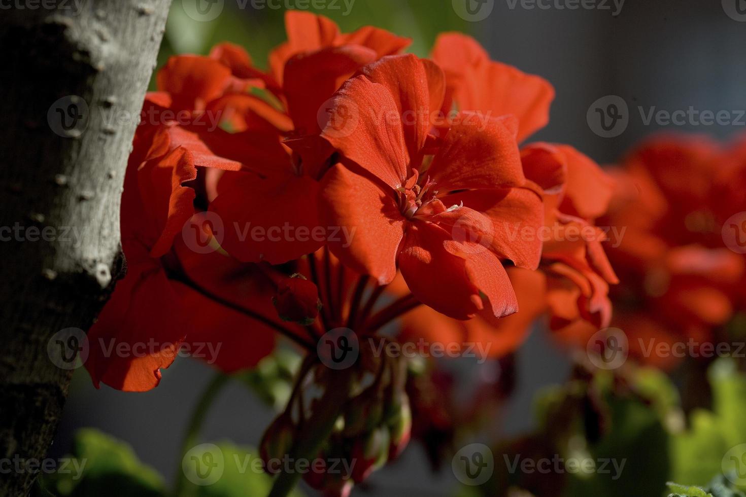 Details von Geranienblumen in einem Garten von Madrid, Spanien spa foto