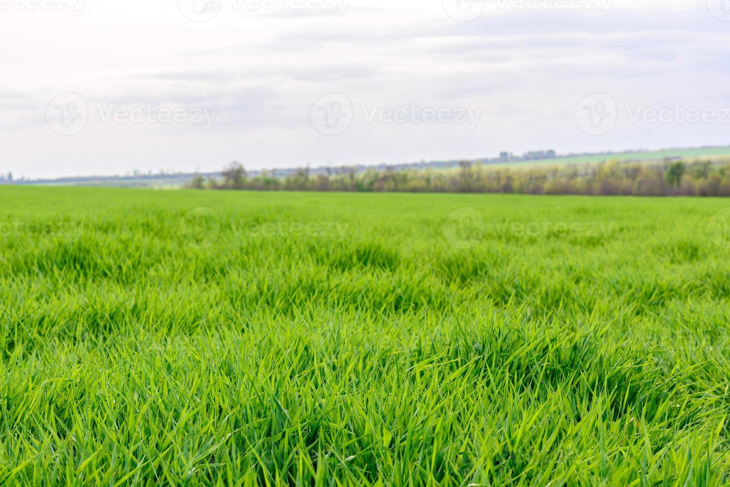 Feld der frischen grünen Grasbeschaffenheit als Hintergrund foto