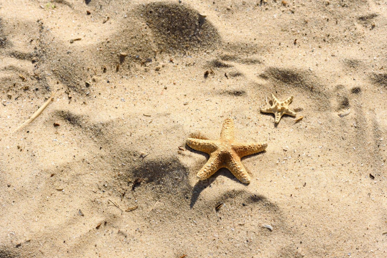 Seestern auf dem Sand auf dem Meer an einem warmen Sommertag foto