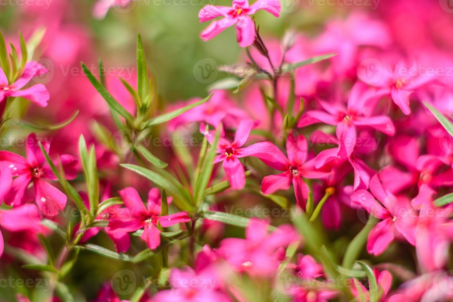 schöne rosa blumen vor dem hintergrund grüner pflanzen. Sommer Hintergrund. Weicher Fokus foto