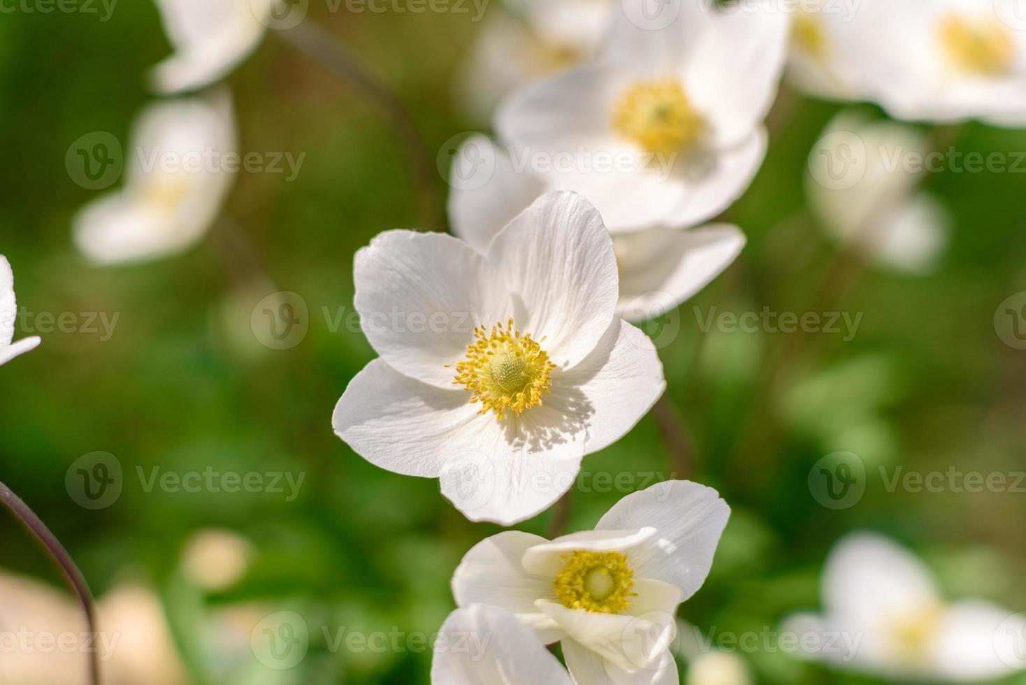 schöne weiße blumen vor dem hintergrund grüner pflanzen. Sommer Hintergrund foto