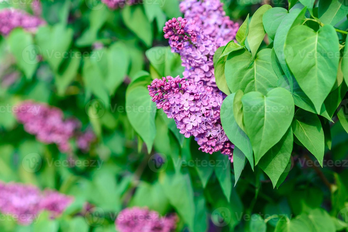 schöner Busch mit blühendem Flieder im Garten. Sommer Hintergrund foto