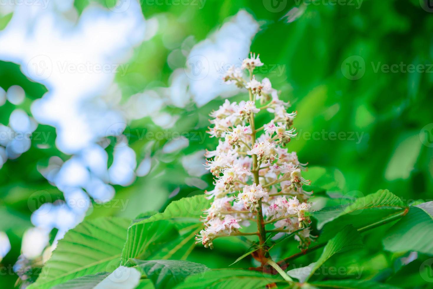 schöne weiße blumen vor dem hintergrund grüner pflanzen. Sommer Hintergrund foto