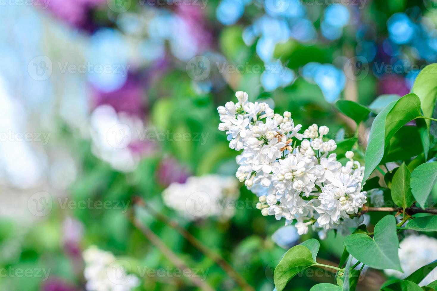 schöner Busch mit blühendem Flieder im Garten. Sommer Hintergrund foto