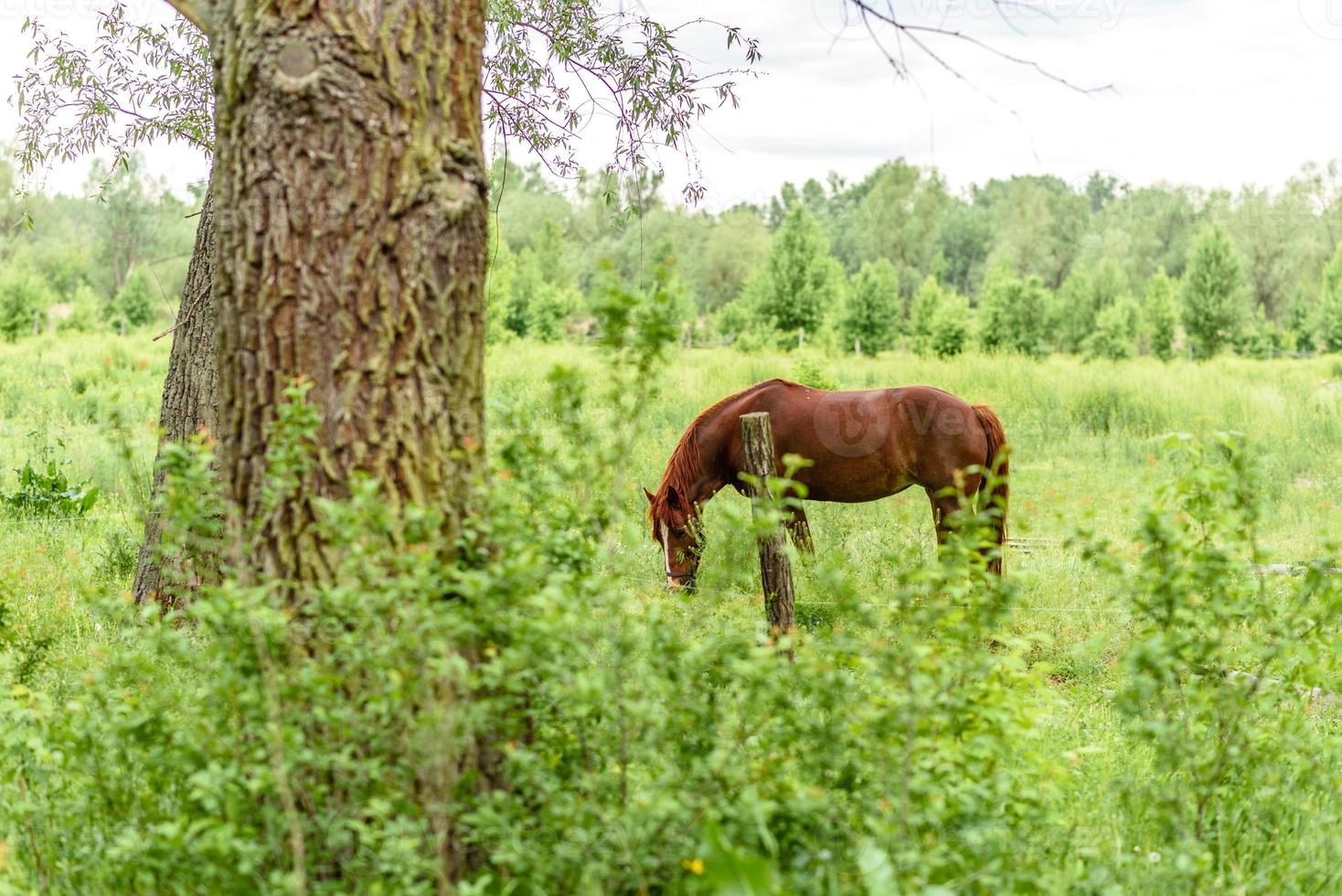 schöne gepflegte Pferde grasen auf Selenwiese mit saftig grünem Gras foto