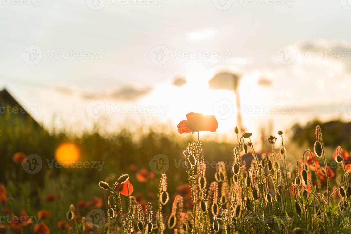 schöne rote Mohnblumen in Unschärfe auf einem schönen grünen Sommerfeld foto