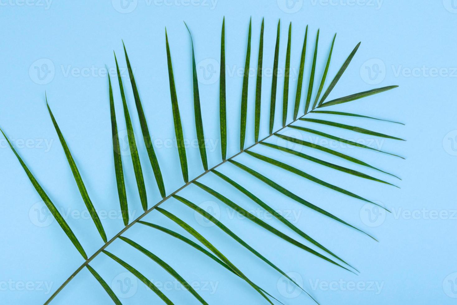 Blätter einer grünen Pflanze auf farbigem Hintergrund mit Platz für Text foto