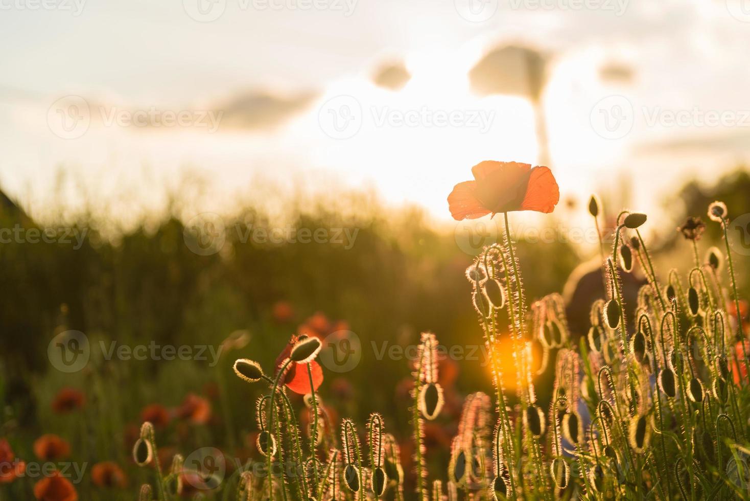 schöne rote Mohnblumen in Unschärfe auf einem schönen grünen Sommerfeld foto