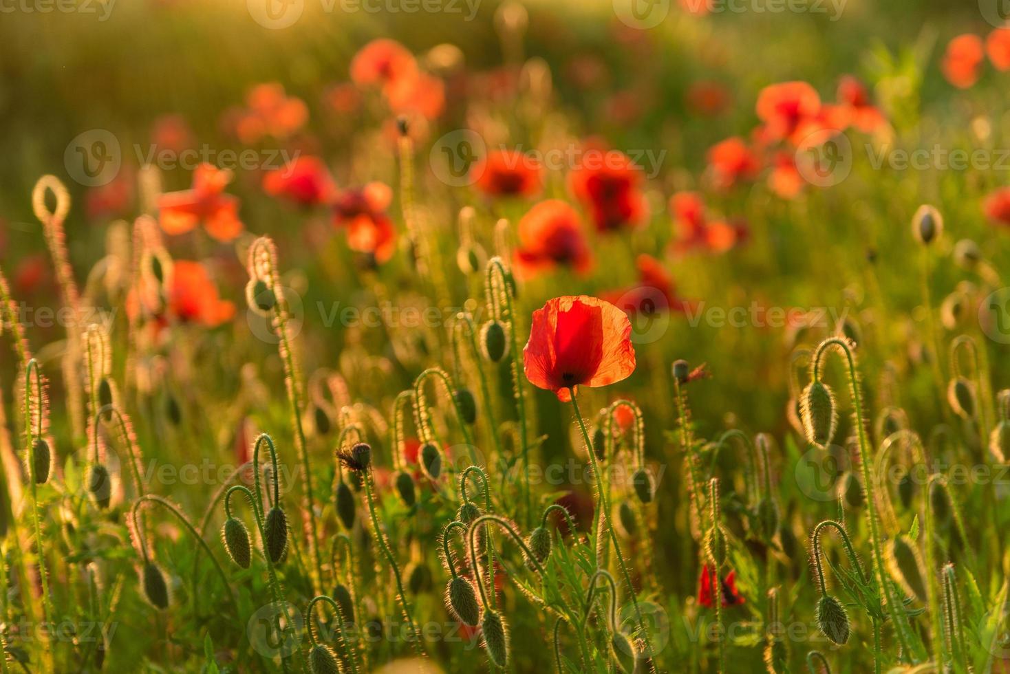 schöne rote Mohnblumen in Unschärfe auf einem schönen grünen Sommerfeld foto