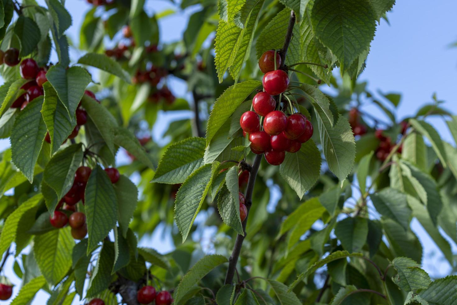 Zweige mit roten Kirschfrüchten auf blauem Himmelshintergrund foto