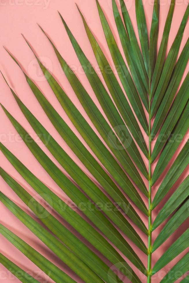 Palmblatt lag auf rosa Hintergrund. Sommer Hintergrundkonzept. foto