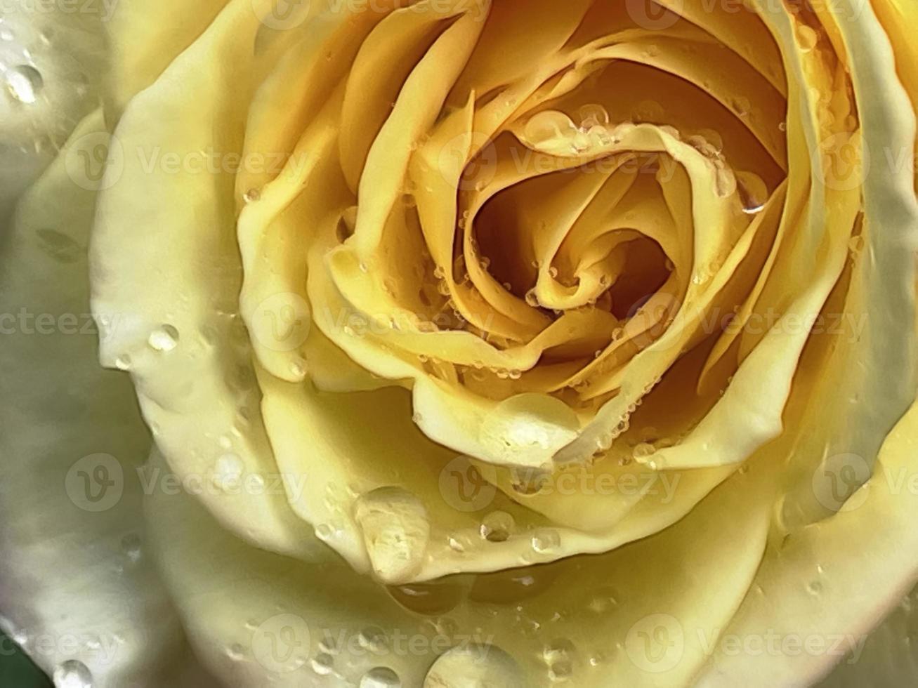Nahaufnahme von gelber Rose und Regentropfen foto