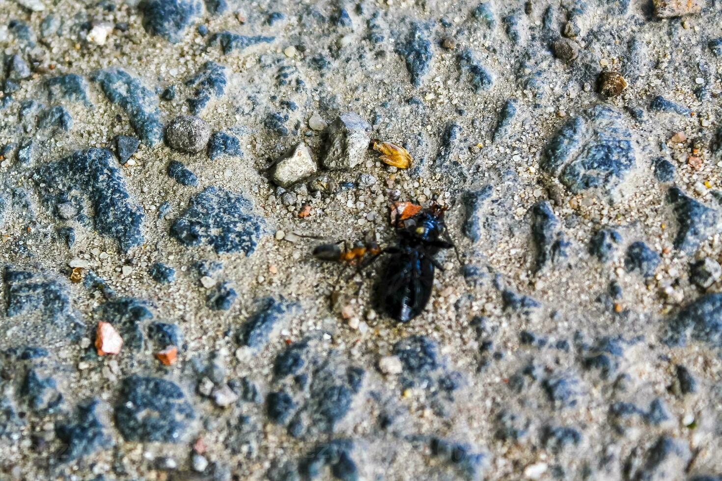 rot groß Ameisen sezieren Insekten Käfer im Deutschland. foto