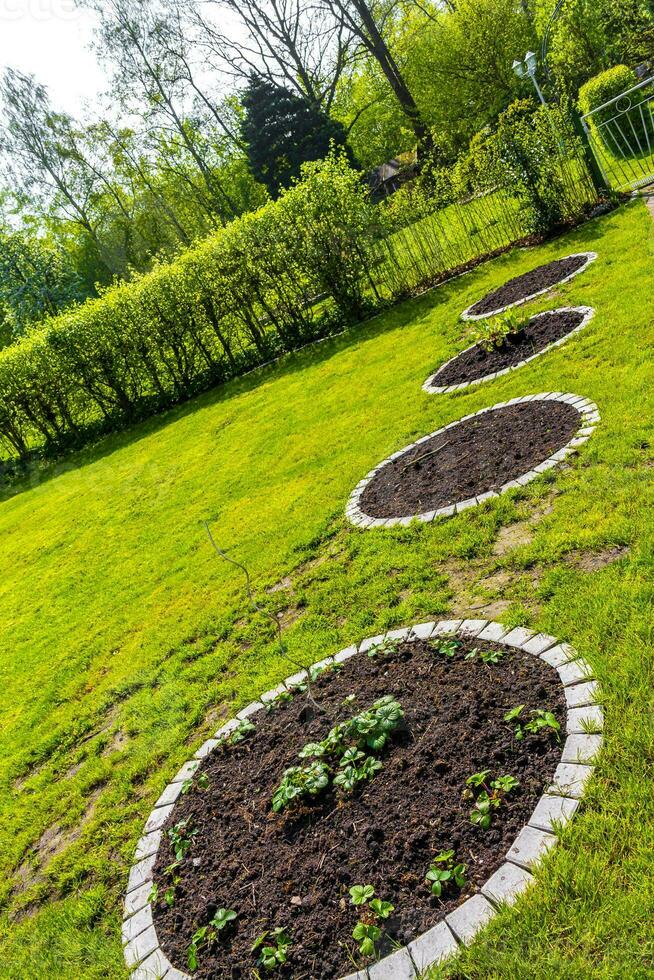 Garten mit runden Betten Boden jung Sprossen Pflanzen im Deutschland. foto