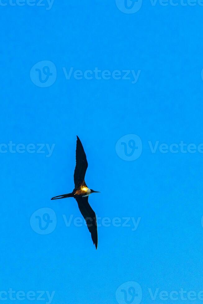 Fregat-Vögelherde fliegen blauer Himmelwolkenhintergrund in Mexiko. foto