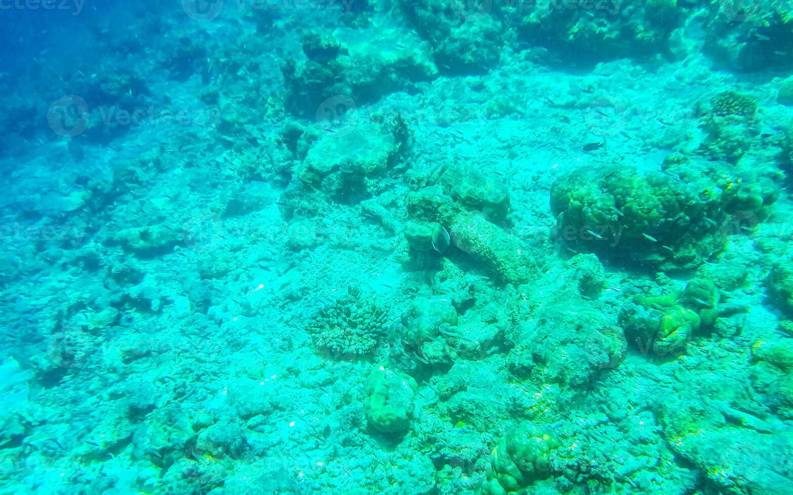 Schnorcheln unter Wasser Ansichten Fisch Korallen Türkis Wasser rasdhoo Insel Malediven. foto