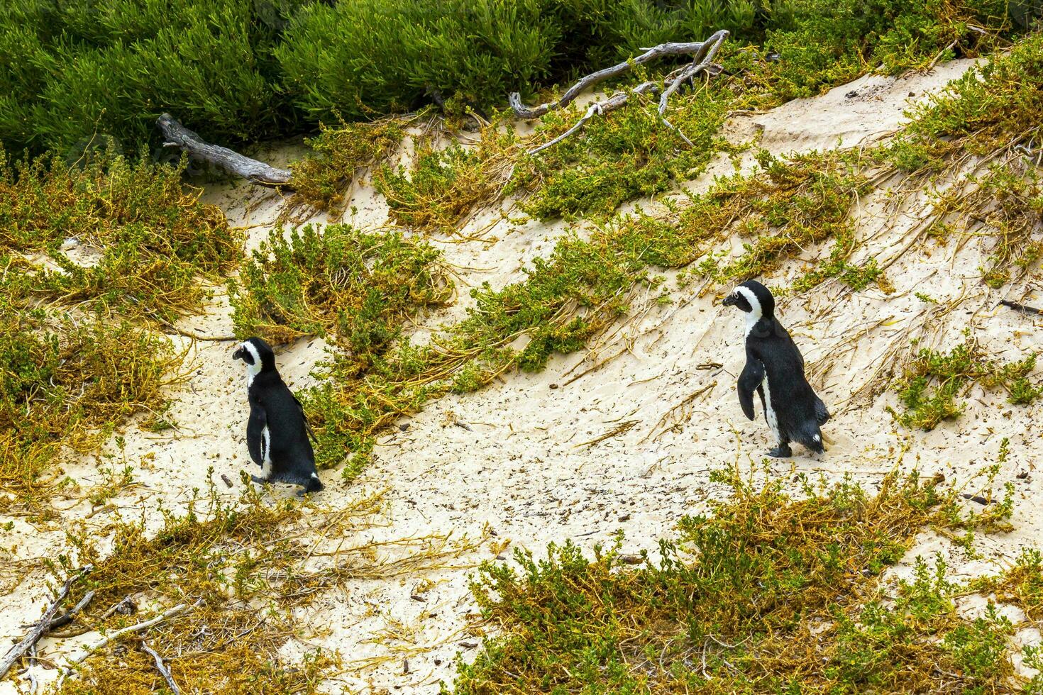 Süd afrikanisch Pinguine Kolonie von Brille Pinguine Pinguin Kap Stadt. foto