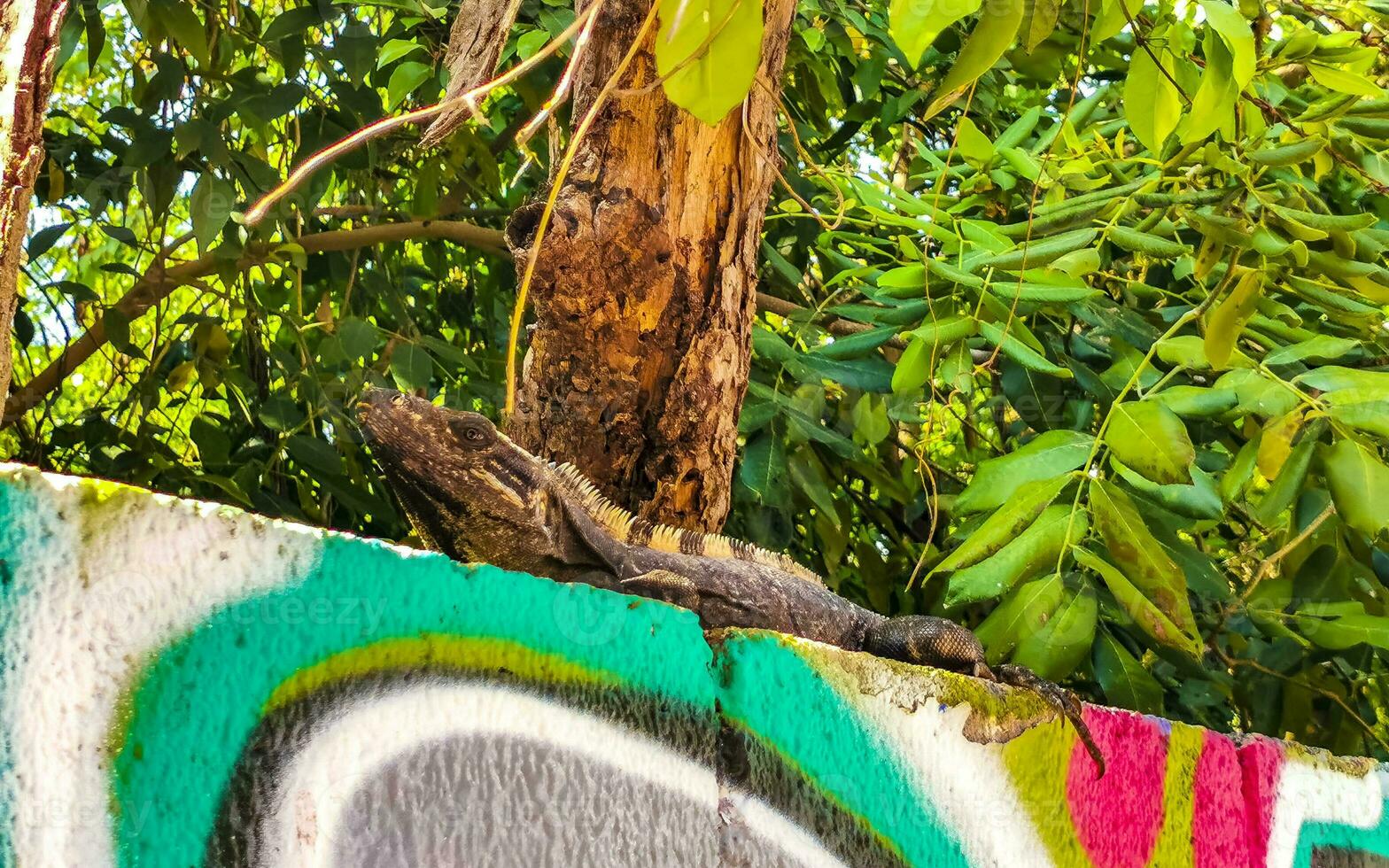 Mexikaner Leguan Lügen auf Mauer im tropisch Natur Mexiko. foto
