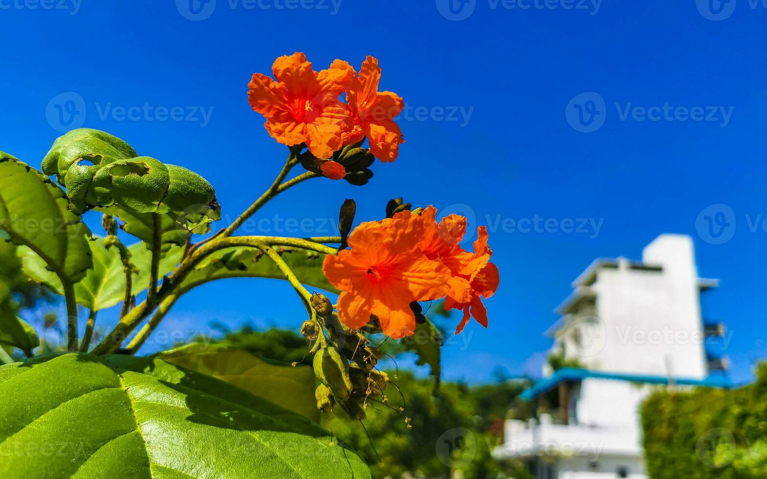 kou cordia subcordata blühender baum mit orangefarbenen blumen in mexiko. foto