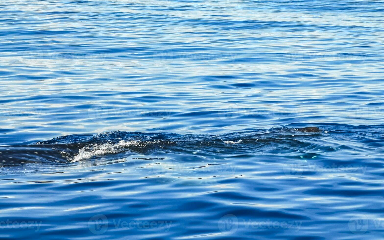 riesiger walhai schwimmt auf der wasseroberfläche cancun mexiko. foto