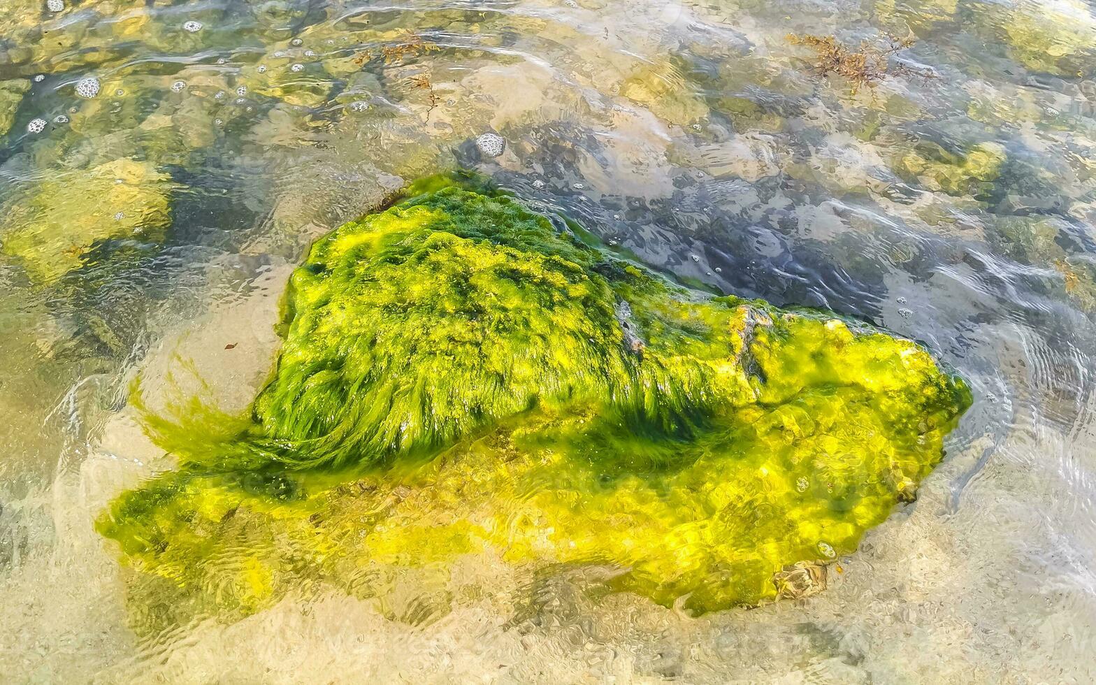 steine felsen korallen türkis grün blau wasser am strand mexiko. foto