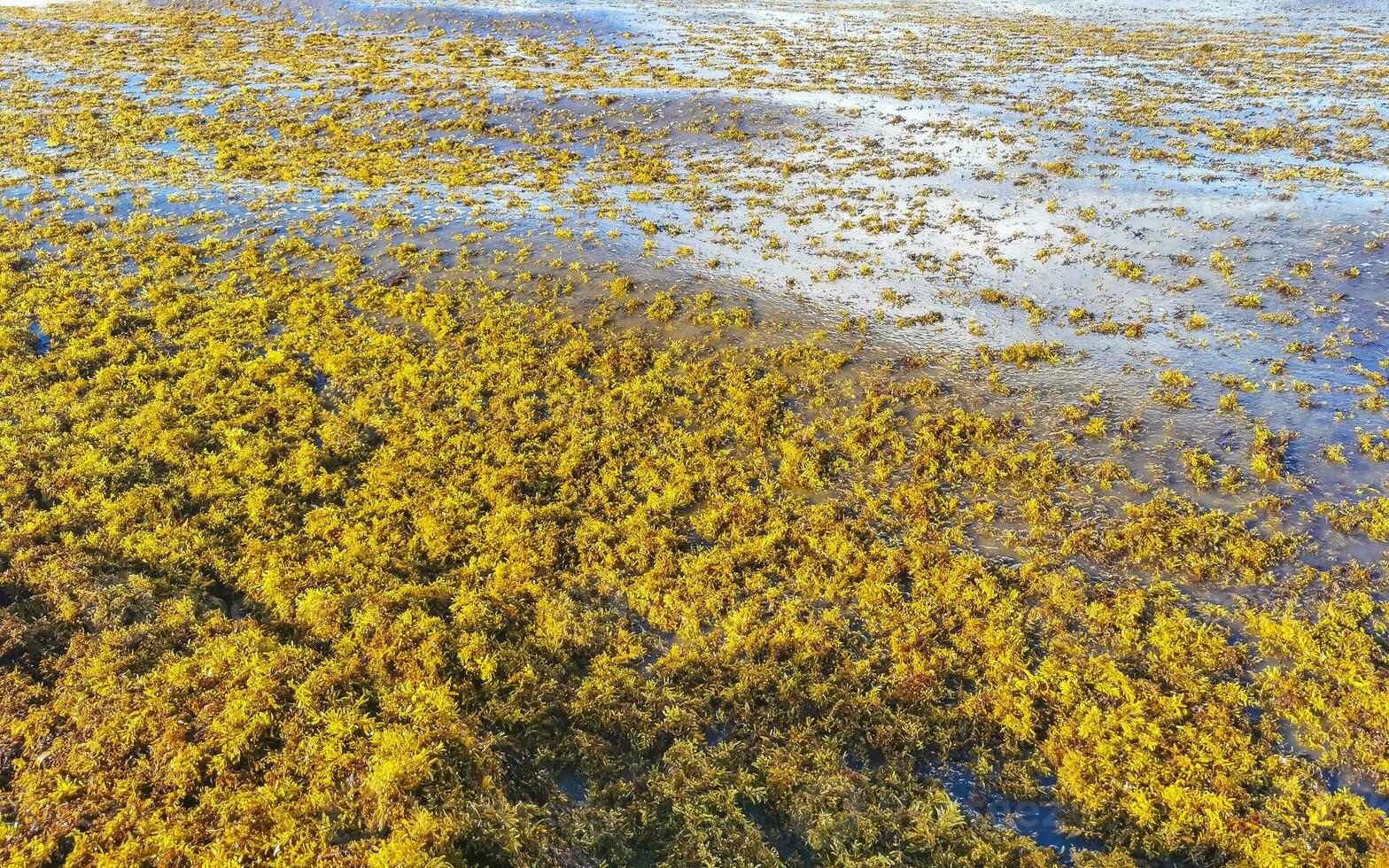 wunderschöner karibikstrand total dreckig dreckig dreckig algenproblem mexiko. foto