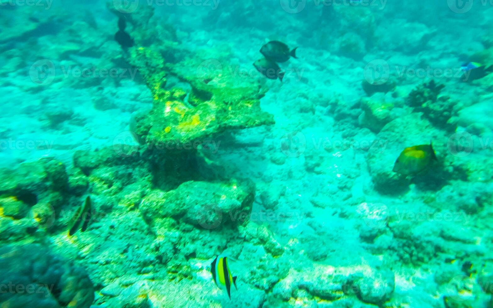 Schnorcheln unter Wasser Ansichten Fisch Korallen Türkis Wasser rasdhoo Insel Malediven. foto