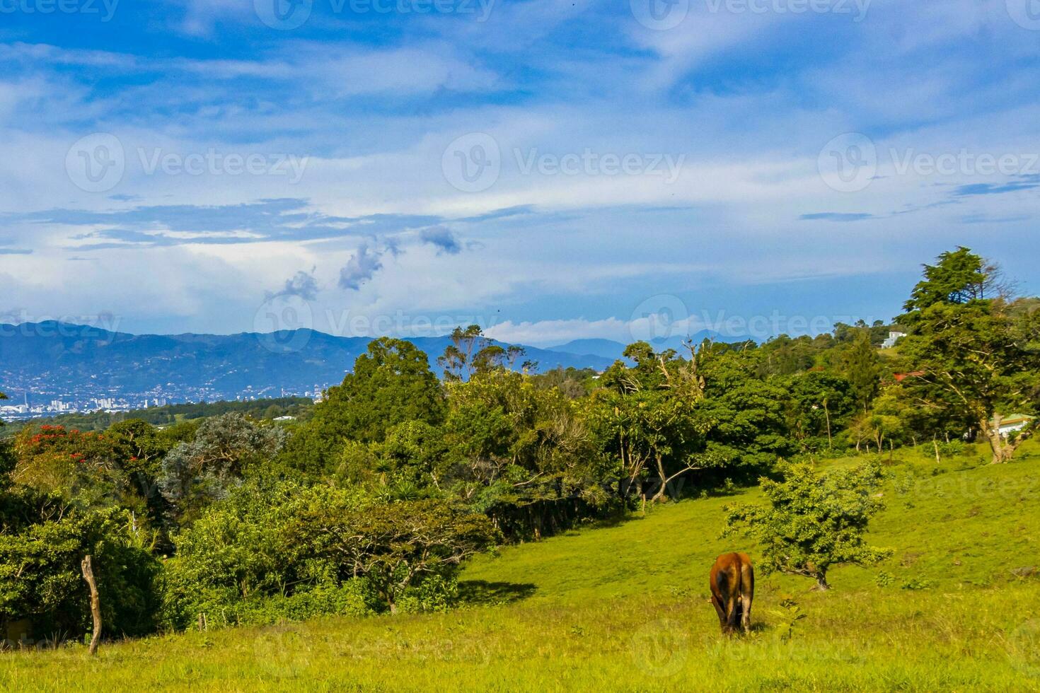 Kühe Weiden lassen auf Weide im das Berge Wälder Costa rica. foto