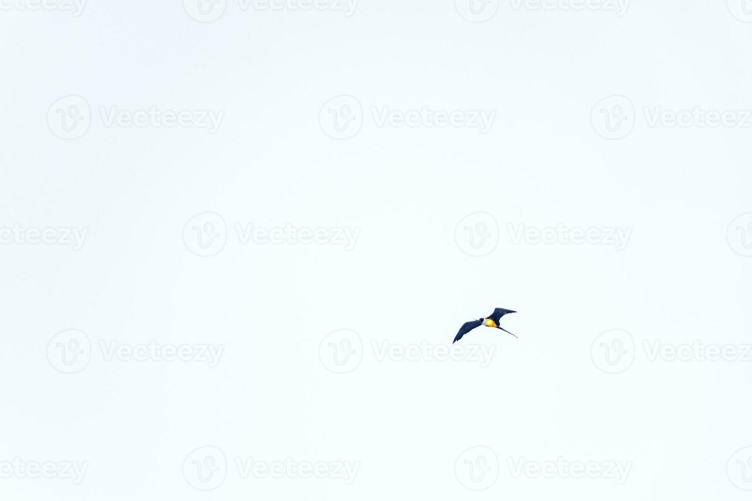 Fregat-Vögelherde fliegen blauer Himmelwolkenhintergrund in Mexiko. foto