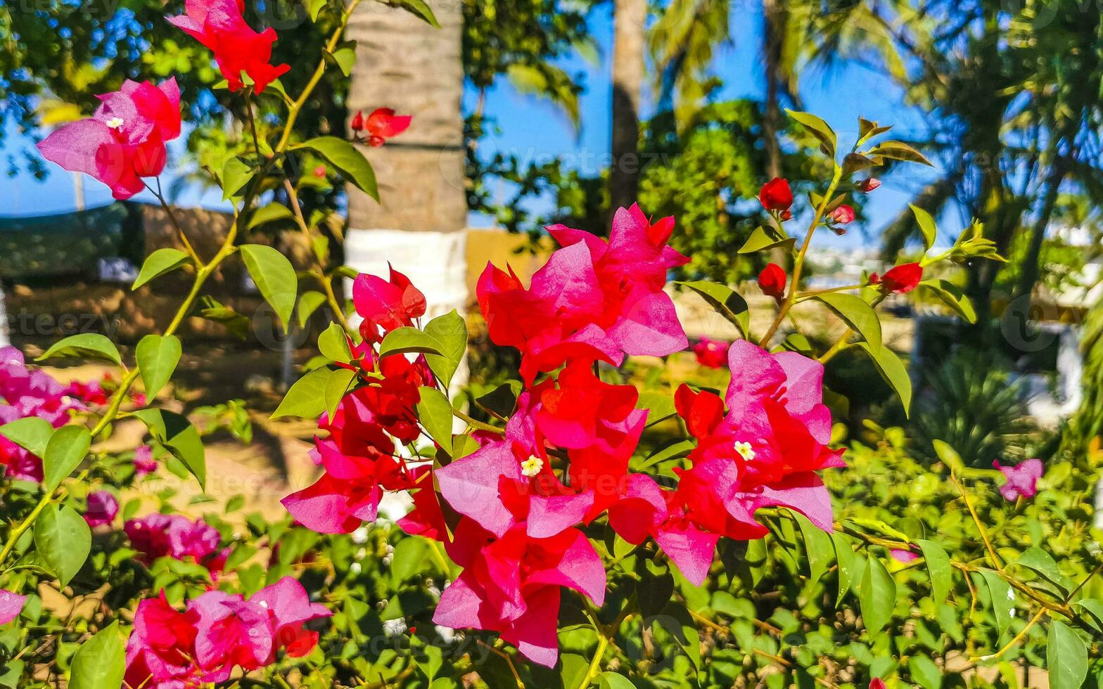 bougainvillea rosa weiße blumen blüht in puerto escondido mexiko. foto