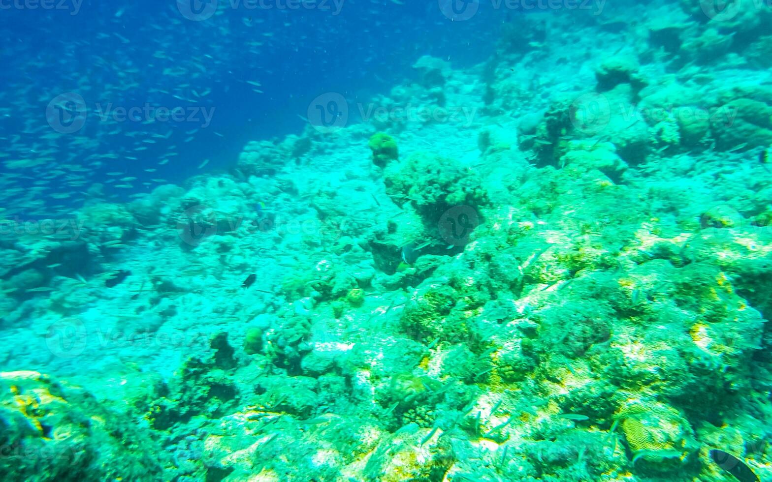 Schnorcheln unter Wasser Ansichten Fisch Korallen Türkis Wasser rasdhoo Insel Malediven. foto