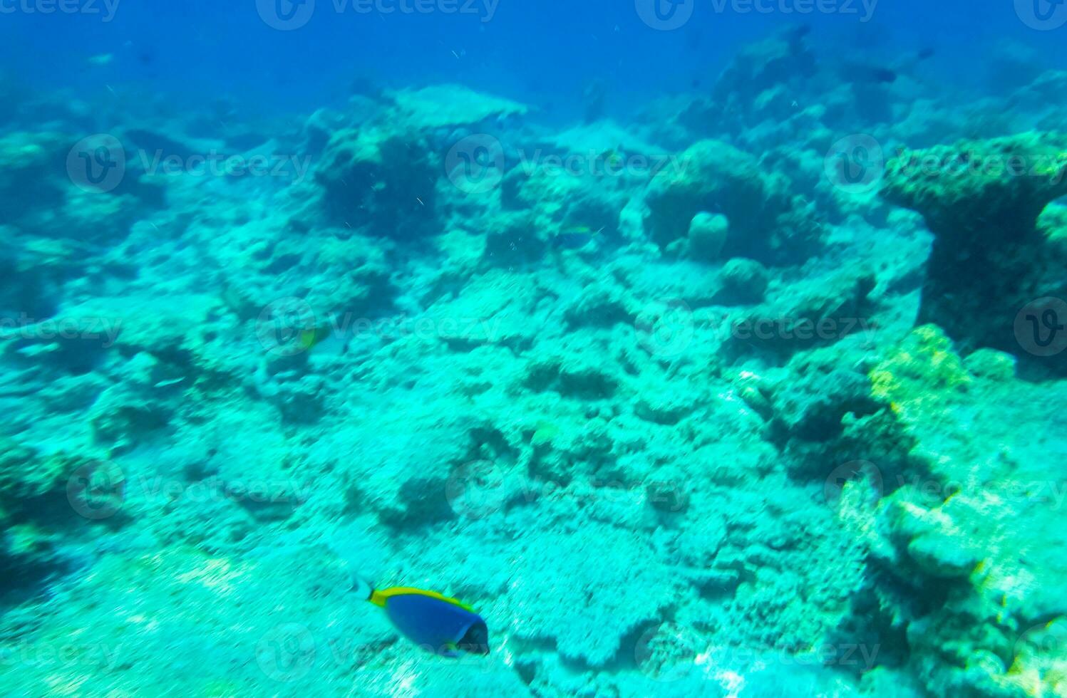 Schnorcheln unter Wasser Ansichten Fisch Korallen Türkis Wasser rasdhoo Insel Malediven. foto