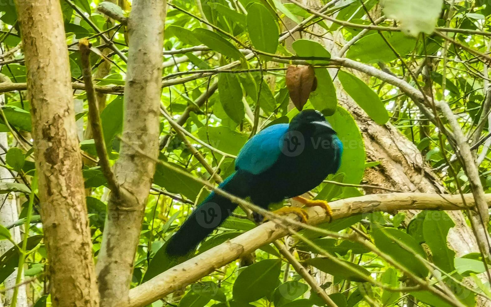 Yucatan Jay Vogel Vögel im Bäume tropisch Urwald Natur Mexiko. foto