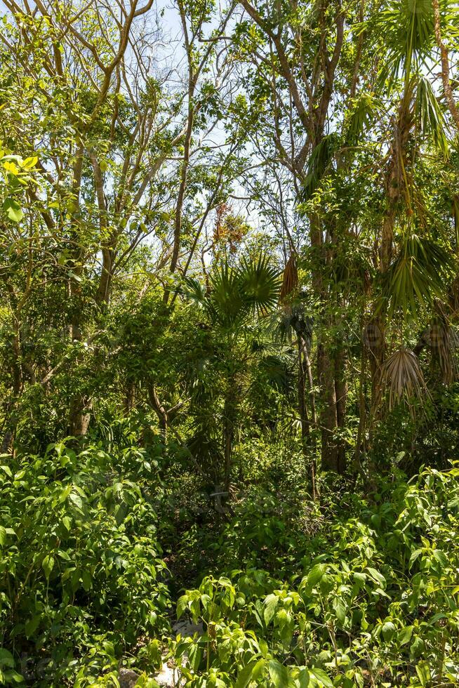 tropisch Wald Urwald Natur Karibik exotisch Palme Bäume Pflanzen Mexiko. foto