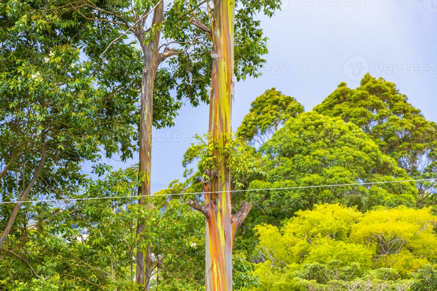 Eukalyptus Baum Bäume bunt Rinde Berge und Wälder Costa rica. foto